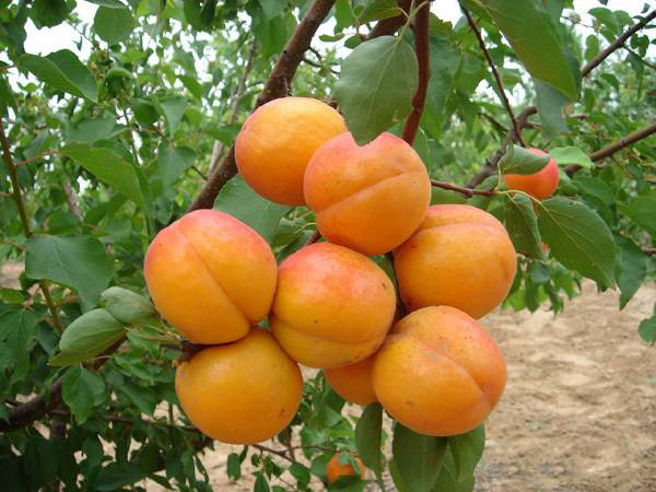 杏樹品種