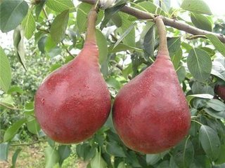 梨樹品種